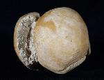 Terebratula ampulla (BROCCHI 1814) - Bild © FossNet FossilienStore